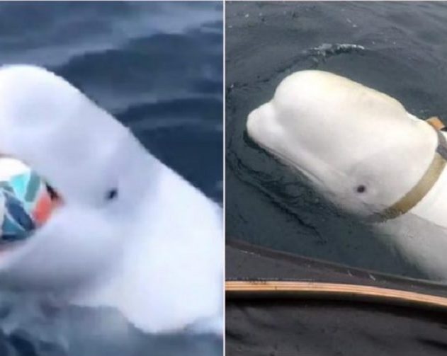 video beluga