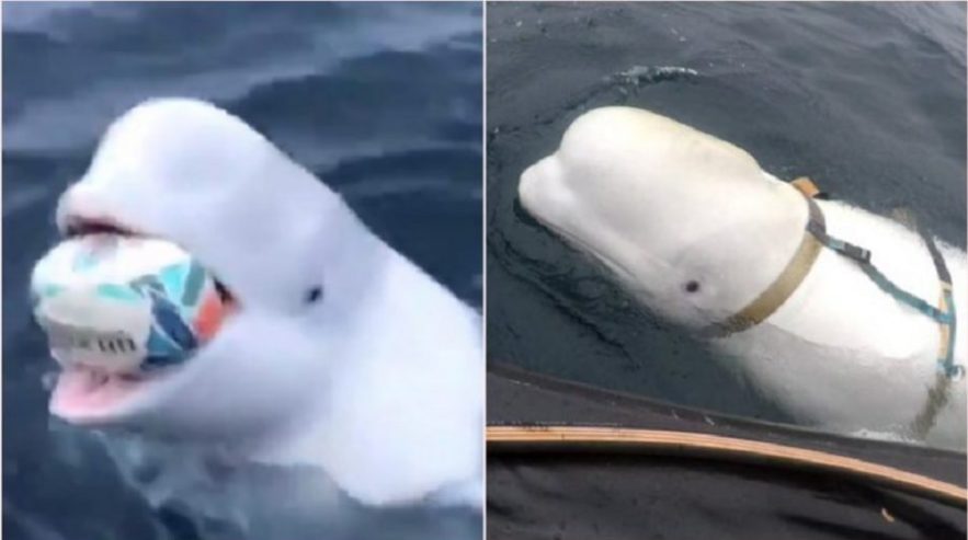 video beluga