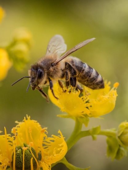 abeilles neonicotinoides