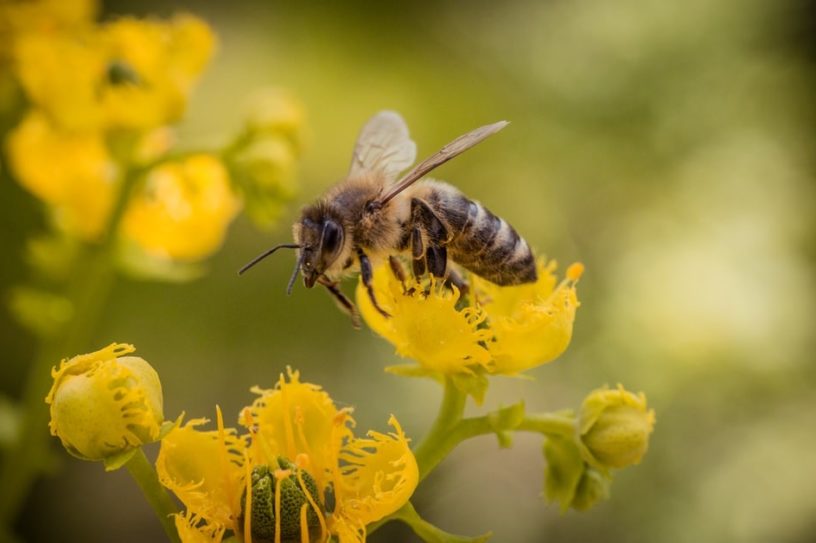 abeilles neonicotinoides