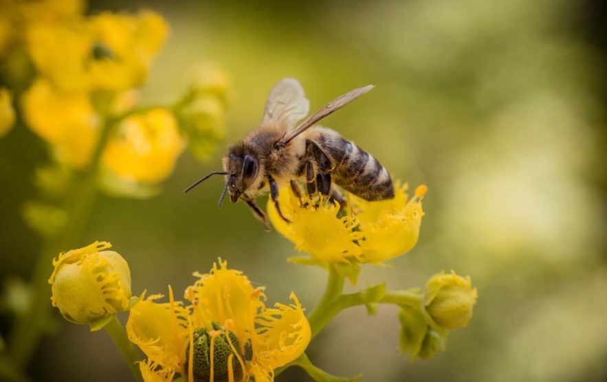 abeilles neonicotinoides