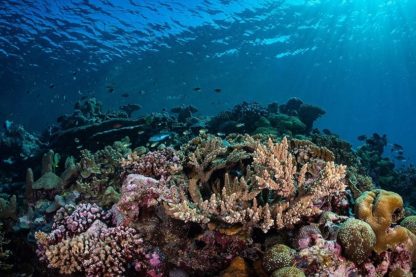 acidification oceans