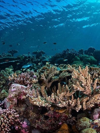 acidification oceans