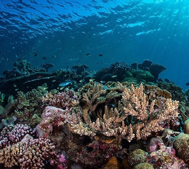 acidification oceans