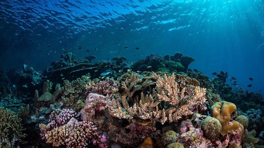 acidification oceans