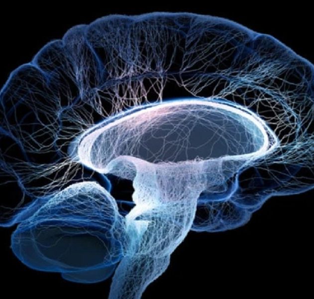 cerveau comportement