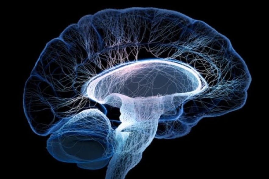 cerveau comportement