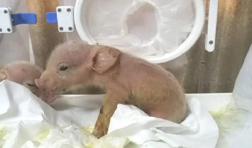 chimere porc singe