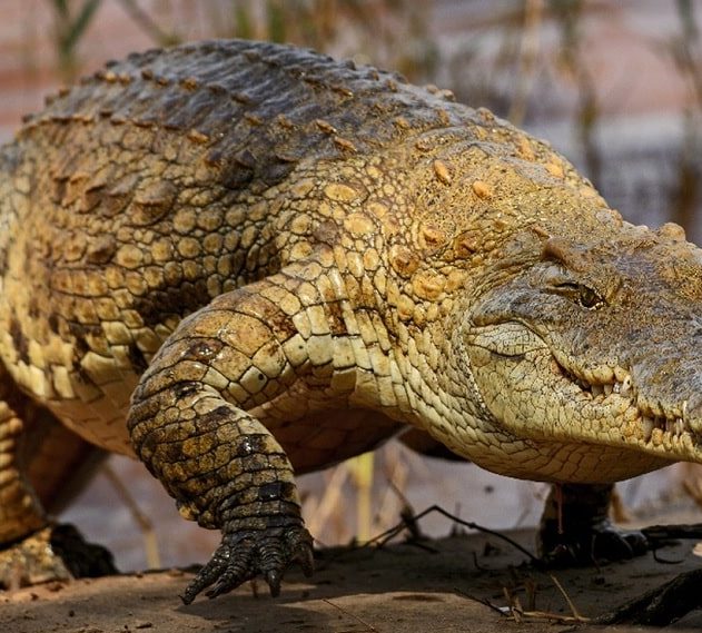 crocodiles galop