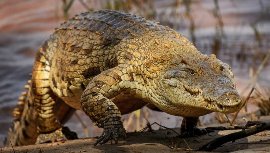 crocodiles galop