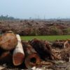 deforestation brezil amazonie foret amazonienne bois