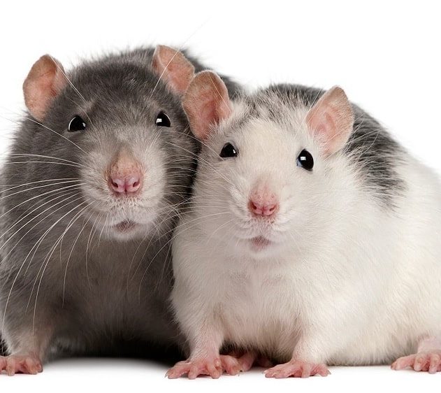 empathie rats