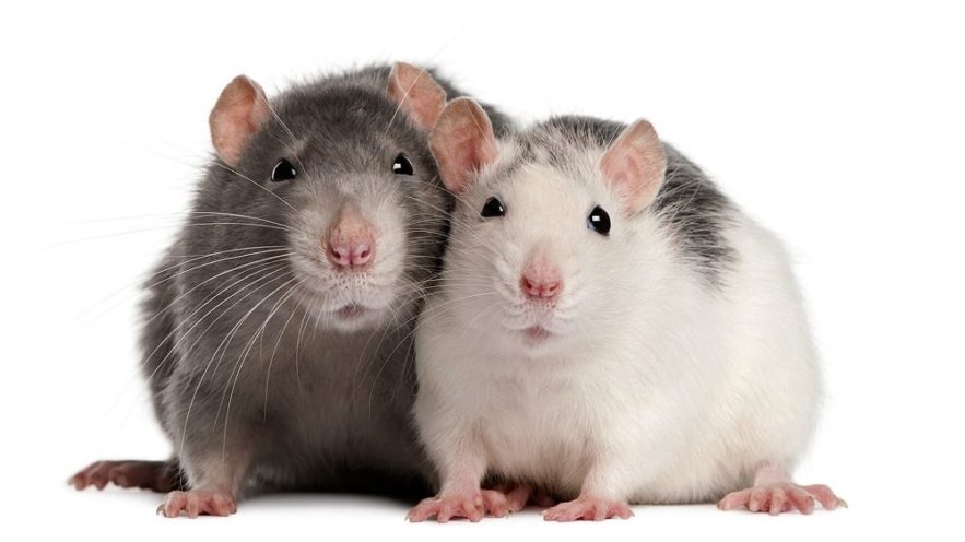 empathie rats