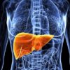 foie bioimpression organe humain fonctionnel