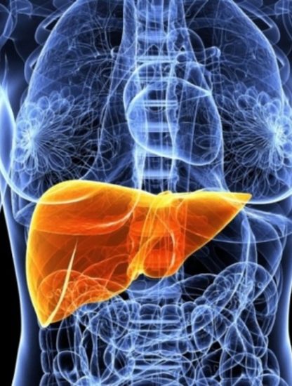 foie bioimpression organe humain fonctionnel