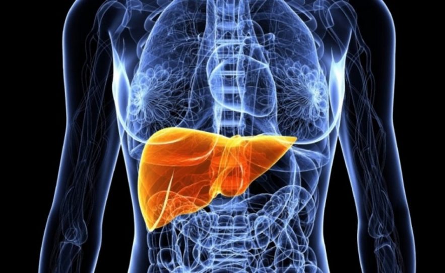 foie bioimpression organe humain fonctionnel