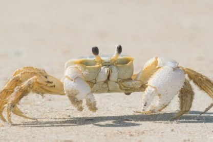 neurones crabe