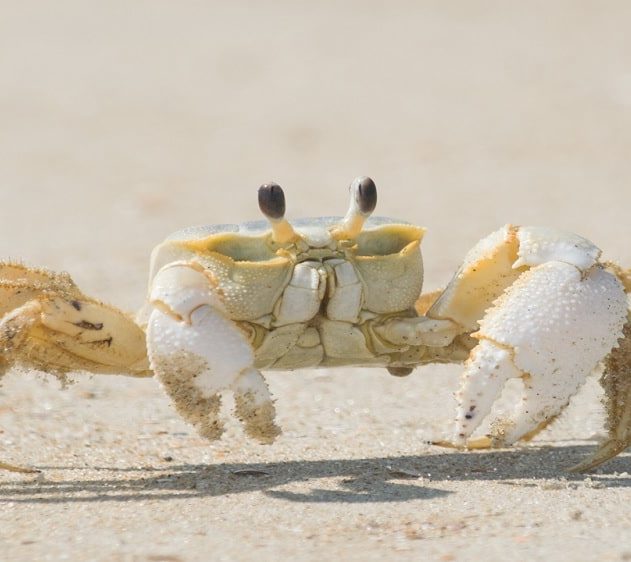 neurones crabe