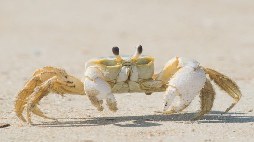 neurones crabe