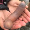 poisson penis echoue californie