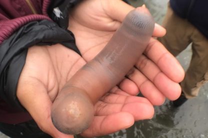 poisson penis echoue californie