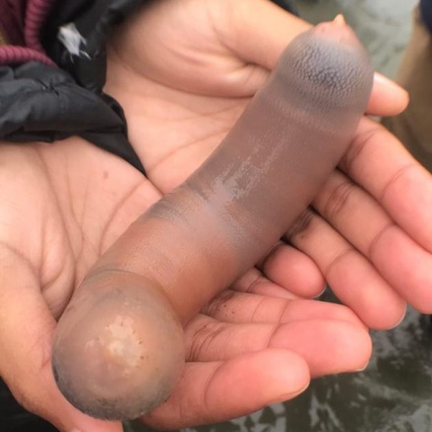 poisson penis echoue californie