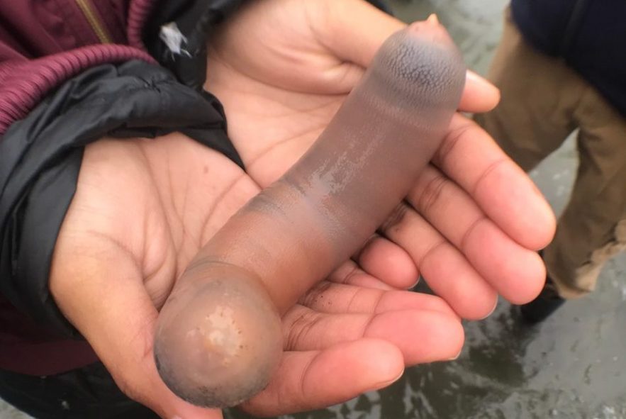 poisson penis echoue californie