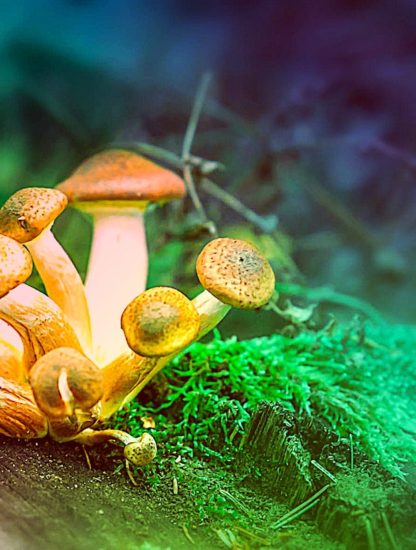psilocybine essais cliniques aucun effet secondaire