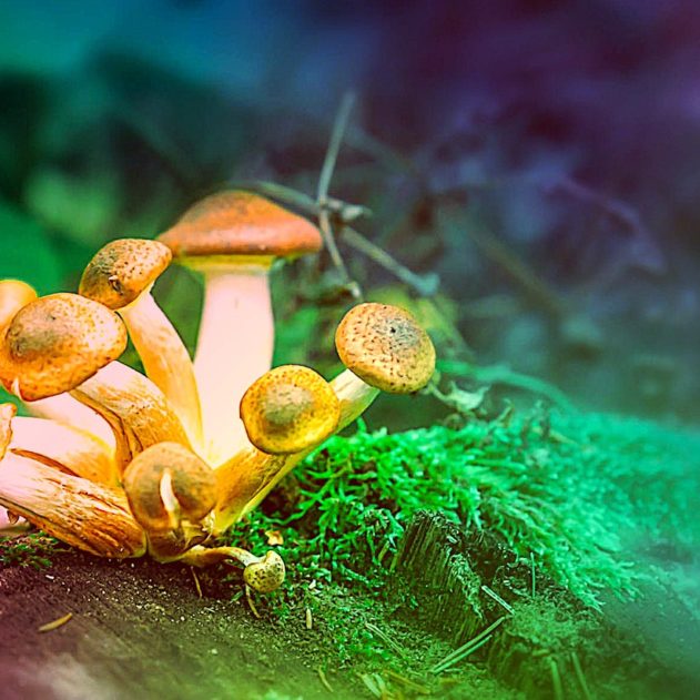 psilocybine essais cliniques aucun effet secondaire