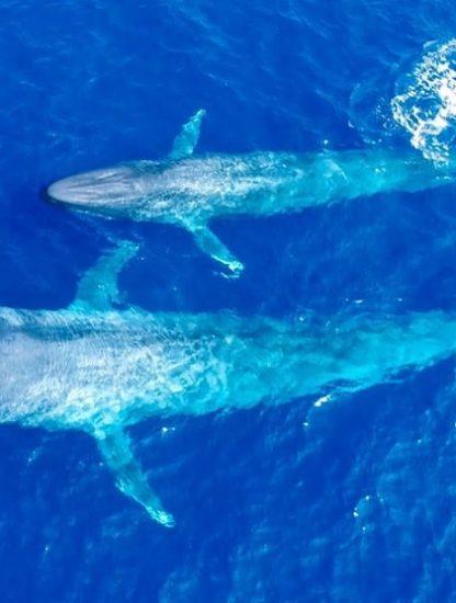 rythme cardiaque baleine