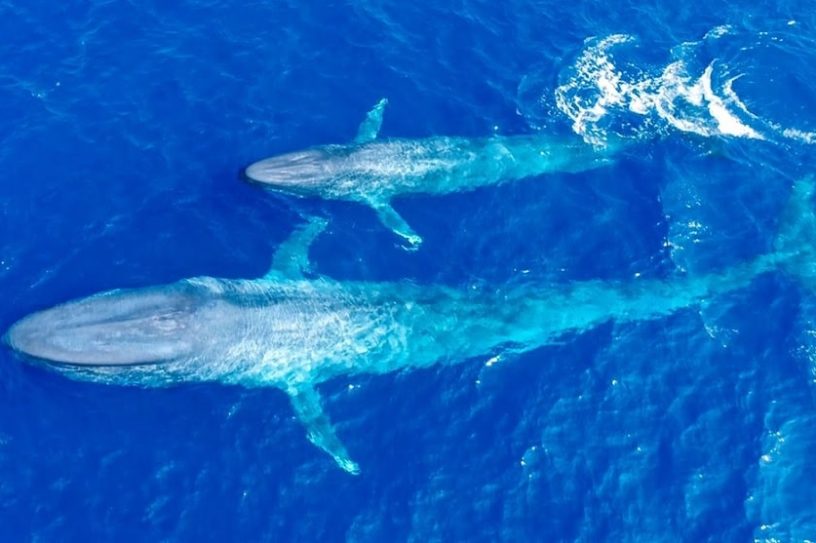 rythme cardiaque baleine
