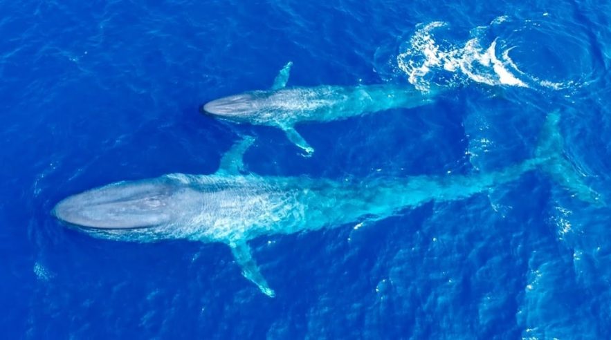 rythme cardiaque baleine