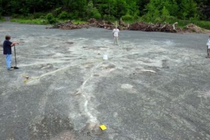 ancien arbre fossile decouverte usa