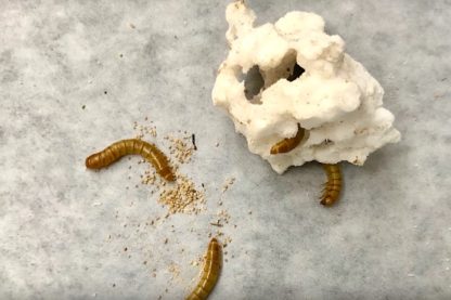ver farine conversion dechets plastiques produits chimiques