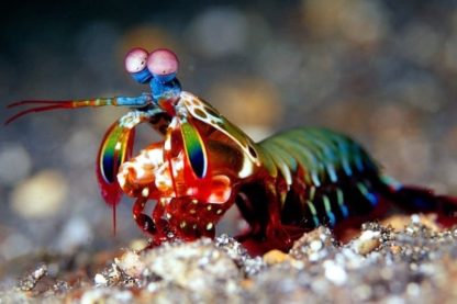 vision crevette marine
