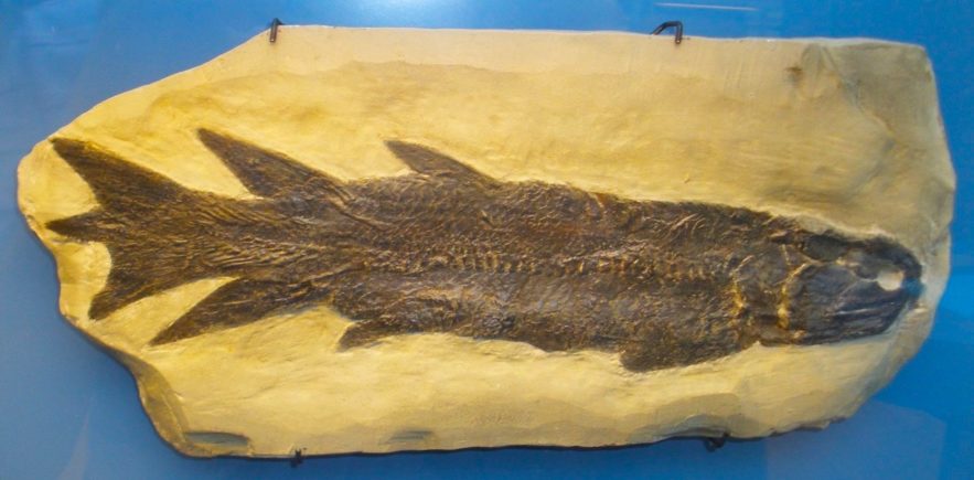 Eusthenopteron foordi fossile