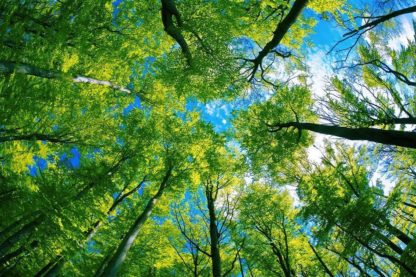 arbres climat