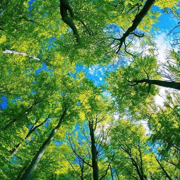 arbres climat