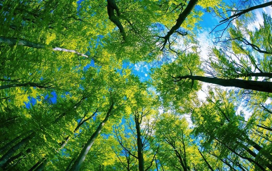 arbres climat
