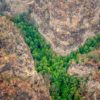 australie feu brousse foret incendie arbres prehistoriques pins wollemi