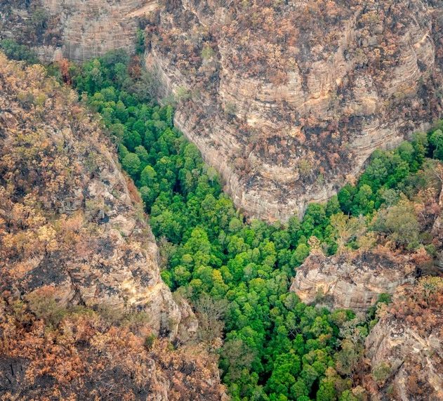australie feu brousse foret incendie arbres prehistoriques pins wollemi