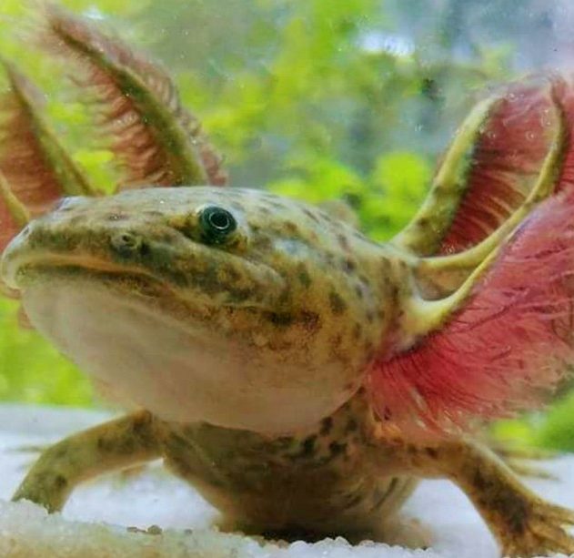 axolotl régénération membres