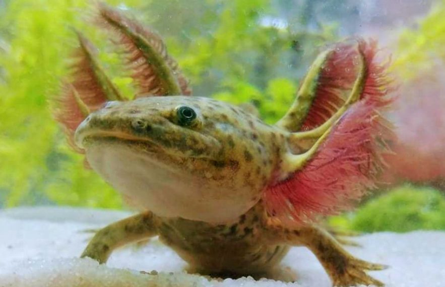 axolotl régénération membres