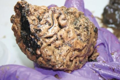 cerveau preservation