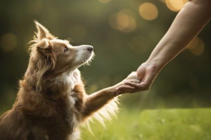 chiens gestes