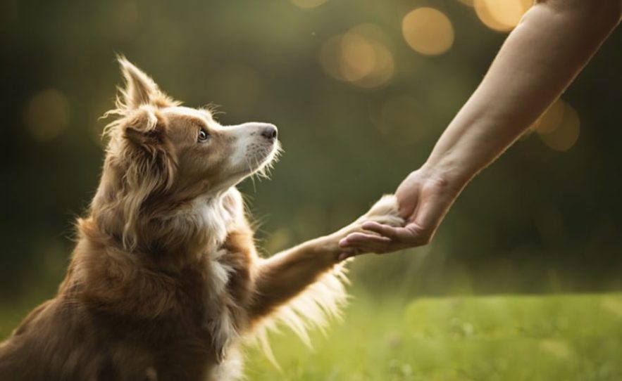 chiens gestes