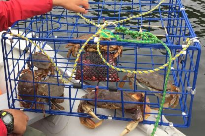 crabe dormeur acidite ocean fonte carapace