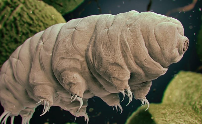 faiblesse tardigrade