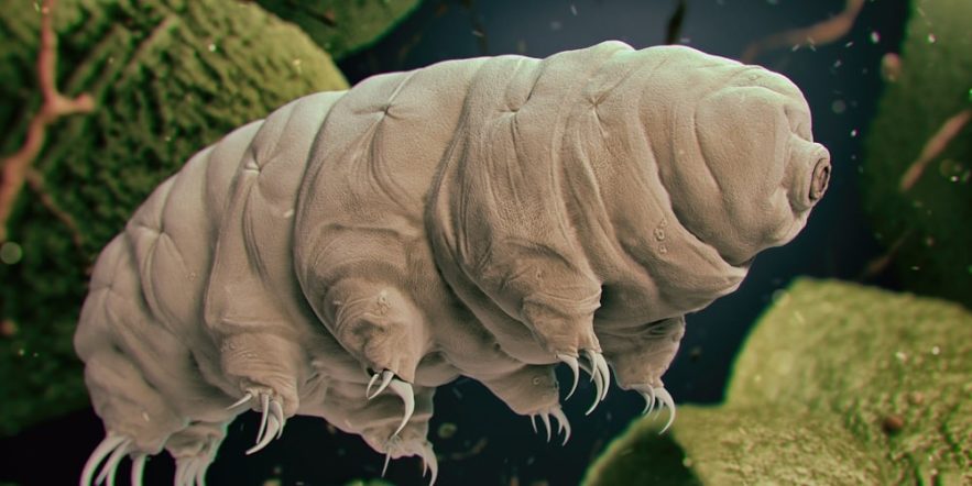 faiblesse tardigrade