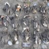 oiseau mort deces masse massif rechauffement changement climatique climat
